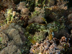 Scartella cristata