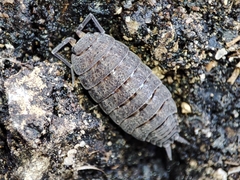 Porcellionides sexfasciatus