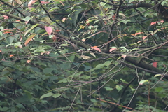 Phylloscopus tenellipes