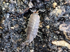 Porcellionides sexfasciatus