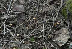 Cudonia circinans