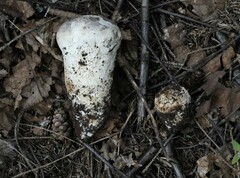 Catathelasma ventricosum