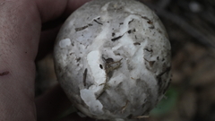 Catathelasma ventricosum