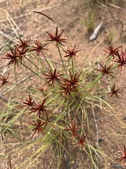 Cyperus rupestris