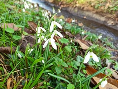 Galanthus reginae-olgae