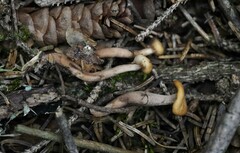 Cudonia circinans