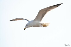 Larus armenicus