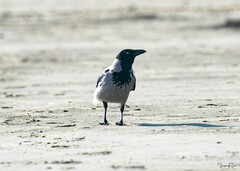 Corvus cornix