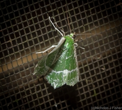 Eucyclodes insperata