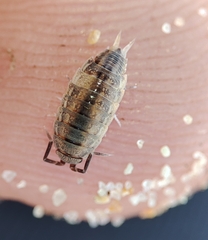 Porcellionides sexfasciatus