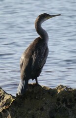 Gulosus aristotelis desmarestii