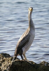 Gulosus aristotelis desmarestii