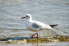 Chroicocephalus ridibundus