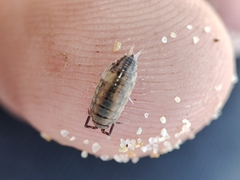 Porcellionides sexfasciatus