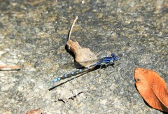 Argia serva