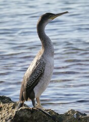 Gulosus aristotelis desmarestii