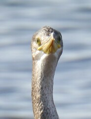 Gulosus aristotelis desmarestii