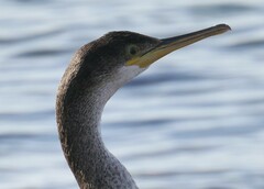 Gulosus aristotelis desmarestii