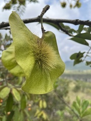 Pterocarpus angolensis