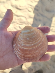 Glycymeris glycymeris