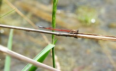 Oxyagrion hempeli
