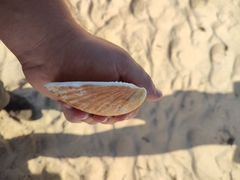 Glycymeris glycymeris