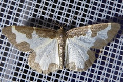 Lomaspilis marginata
