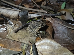 Fejervarya multistriata