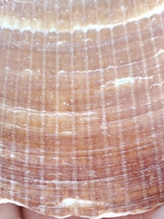 Glycymeris glycymeris