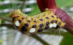 Thyrassia