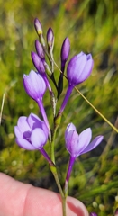 Thereianthus juncifolius