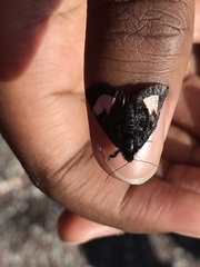 Psychomorpha epimenis