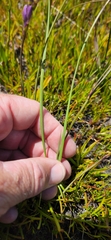 Thereianthus juncifolius