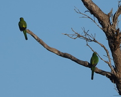 Purpureicephalus spurius