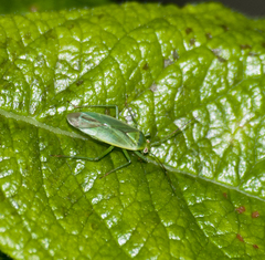 Orthotylus marginalis