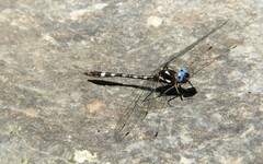 Macrothemis imitans