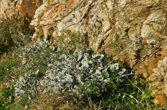 Pentanema verbascifolium