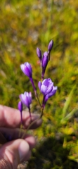 Thereianthus juncifolius