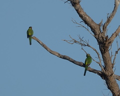 Purpureicephalus spurius