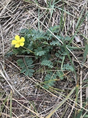 Sibbaldianthe orientalis