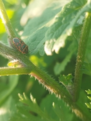 Eurydema ornata
