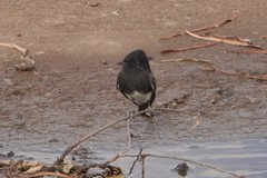 Sayornis nigricans semiater