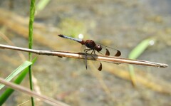 Erythrodiplax atroterminata