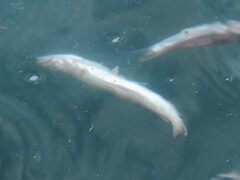 Gadiformes
