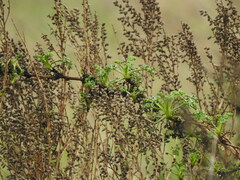 Artemisia campestris maritima