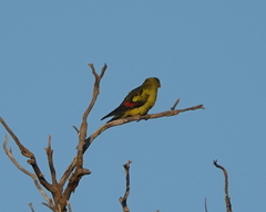 Polytelis anthopeplus