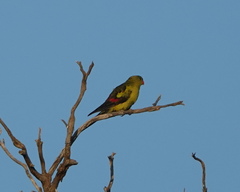 Polytelis anthopeplus