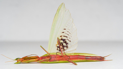 Episcopomantis chalybea
