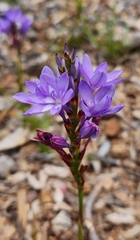 Thereianthus spicatus