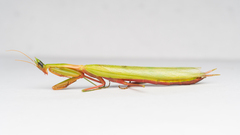 Episcopomantis chalybea